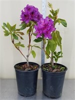 21 and 22 in rhododendrons