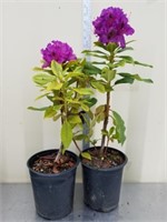 21 and 24-in rhododendrons