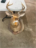 8 point deer mount - horns good