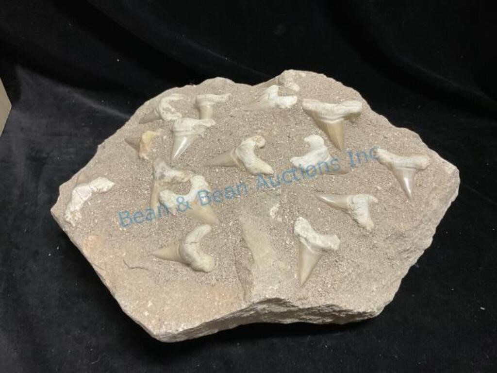 Large fossil like shark teeth rock