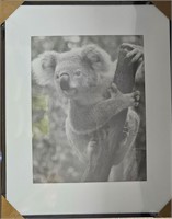 Koala Picture Black and White Framed - 16x20