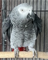 Male-African Grey Parrot