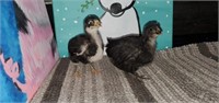 2 Unsexed-Black Orpington Chicks-Off heat