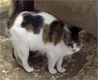 Female-Domestic Shorthair Cat- young, proven
