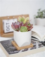 Succulent Planter With Bamboo Saucer