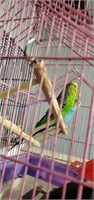 Proven Pair Parakeets * See Description