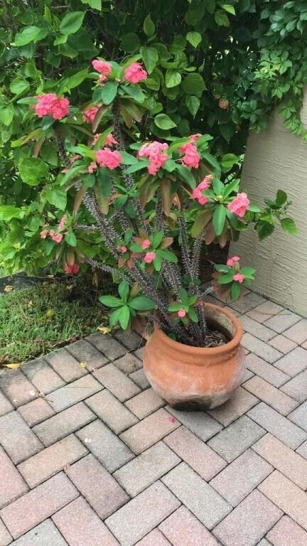 Crown of Thorns Live Plant in Terracotta Pot