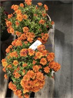 Pair of mum plants--orange