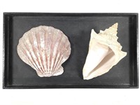 Lg Clam & Conch Shell Specimens