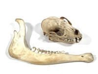 Raccoon Skull & Jaw Bone