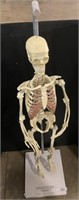 Functional Scale Model Human Skeleton.
