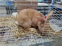 Fawn Flemish Giant Doe - D.o.b 10/20/20