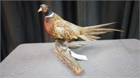 PHEASANT