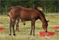 DF HAVE MONEY AQHA 2019 Bay Filly