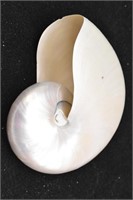 Nautilus Shell 6" Wide