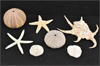 Sea Urchins/Star Fish/Mushroom Coral/Spider Conch