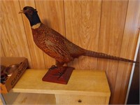 mounted pheasant