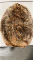 BEAVER PELT 29" LONG