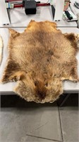 BEAVER PELT 37" LONG