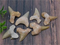 SHARK TEETH ROCK STONE LAPIDARY SPECIMEN