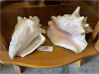 2 Large Ornate Sea Shells