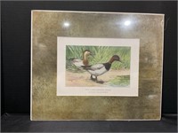 The Canvasback Duck Color Lithograph