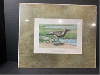 Black Bellied Plover Color Lithograph