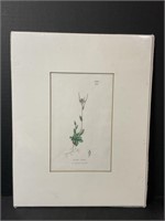 Circa 1800 Botanical Print By James Sowerby