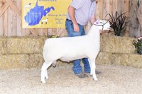 Clay Hill Ranch N. Country Cheviot Yearling Ram