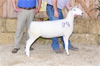 Clay Hill Ranch N. Country Cheviot Yearling Ewe
