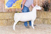 Clay Hill Ranch N. Country Cheviot Yearling Ewe