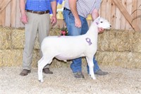 Clay Hill Ranch N. Country Cheviot Spring Ram Lamb