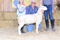 Maloy Valley N. Country Cheviot Spring Ram Lamb