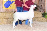 Barkley NCC Sheep N. Country Cheviot Yearling Ram