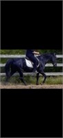 9 YO BLACK GAITED GELDING