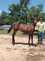 YENG 13 MONTH OLD COLT