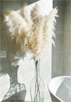 55" inch 5 Extra Tall Premium Natural Pampas