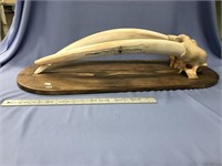 Approx. 28 1/2" fossilized female walrus head moun