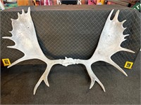 52” Wide Authentic Moose Antlers