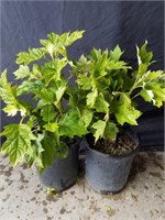 Two plants in 7-in pots Oak Leaf hydrangea