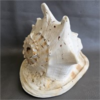 Large Conch Shell w/Blow Hole -Great Sound