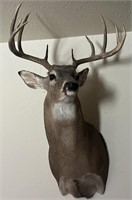 Vtg 10-Point Taxidermy Shoulder Mounted Buck.