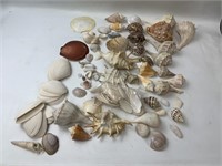 Seashells