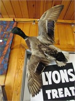 Vintage Taxidermy Mallard Duck Mount 30"