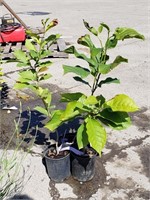 (3) Kobus Magnolia Plants