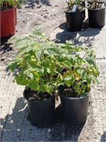 (4) Encore Raspberry Plants