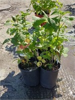 (4) Nova Raspberry Plants