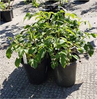 (5) Lewis Raspberry Plants