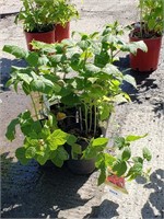 (4) Nova Raspberry Plants
