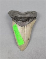 Large 4" Megalodon Tooth